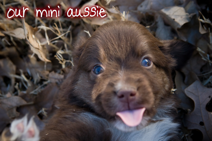 Our Miniature Aussie